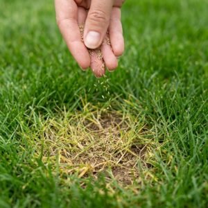 herbia resiembra – semillas para rellenar pelones y recuperar el césped (500 g)