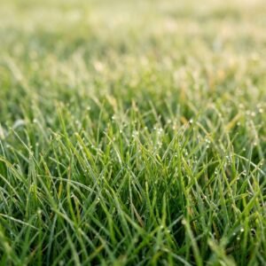 herbia premium – semillas de pasto de alta densidad y color (500 g)